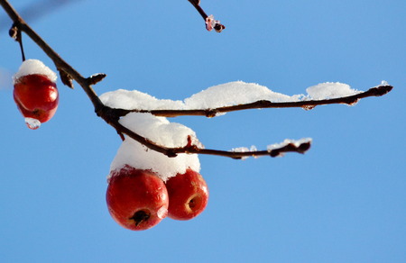 In Siberia grows much wild and horticultural berryの写真素材