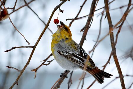 Steepe birds Altaya from big amount typeの写真素材