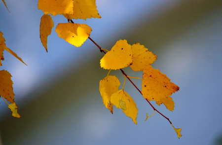 Nature Altaya pleases eye of the artist in any season of the yearの写真素材