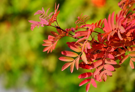 Nature Altaya pleases eye of the artist in any season of the yearの写真素材