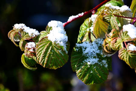 Nature Altaya pleases eye of the artist in any season of the yearの写真素材