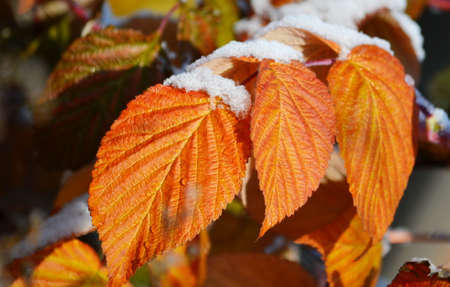 Nature Altaya pleases eye of the artist in any season of the yearの写真素材