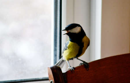 Steepe birds Altaya from big amount typeの写真素材