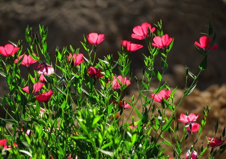 Much different colours decorate steepe and timber landscapeの写真素材