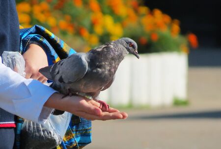 Steepe birds Altaya from big amount typeの写真素材