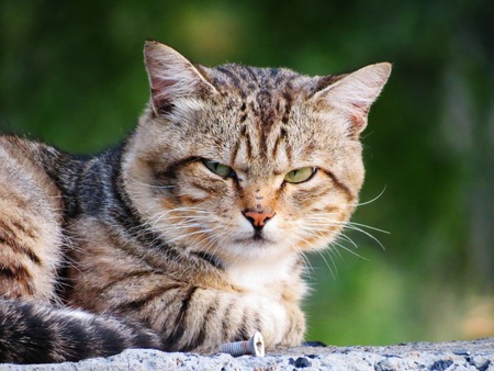 Home animals play greater role in lifes of the person