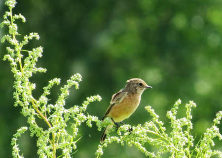 Steepe birds Altaya from big amount type