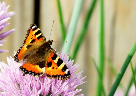 Insect present group an animal from butterfly, dragonflies, and other invertebrateの写真素材