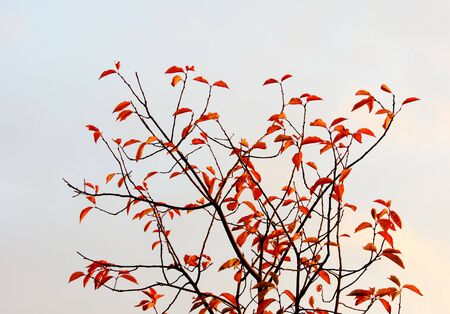 Much different colours decorate steepe and timber landscapeの写真素材