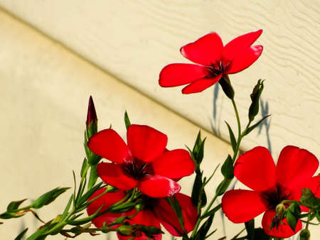 Much different colours decorate steepe and timber landscapeの写真素材