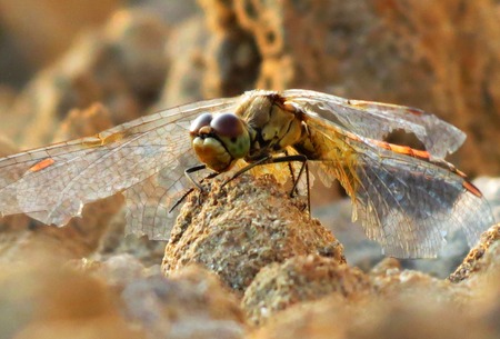 Insect present group an animal from butterfly, dragonflies, and other invertebrate