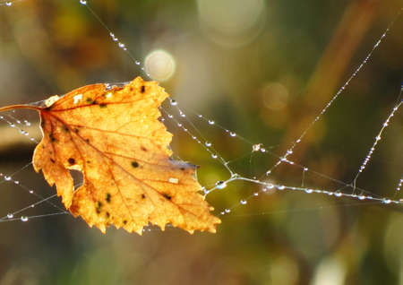In nature and real life possible often to see beautiful mosaicの写真素材