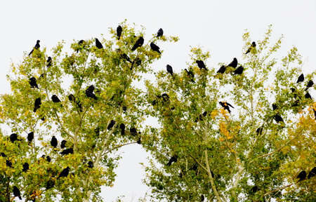 Steepe birds Altaya from big amount typeの写真素材