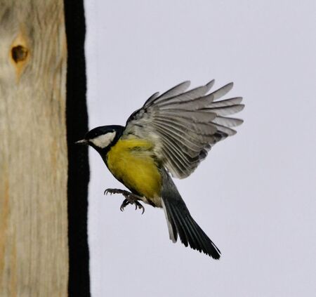 Steepe birds Altaya from big amount typeの写真素材