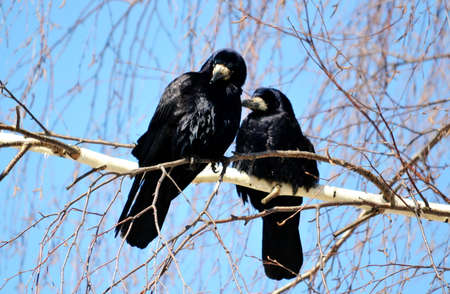 Steepe birds Altaya from big amount type
