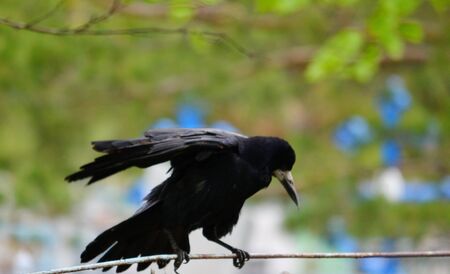 Steepe birds Altaya from big amount type