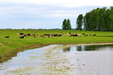 Home animals play greater role in lifes of the personの写真素材