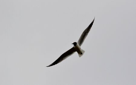 Steepe birds Altaya from big amount typeの写真素材