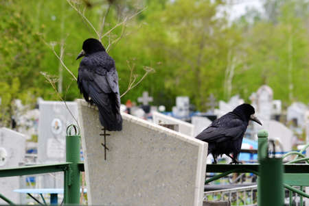 Steepe birds Altaya from big amount typeの写真素材