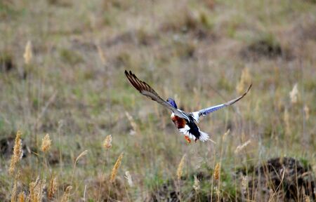 Steepe birds Altaya from big amount typeの写真素材