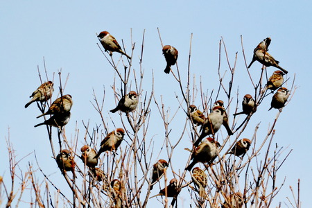 Steepe birds Altaya from big amount typeの写真素材