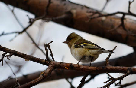 Steepe birds Altaya from big amount type