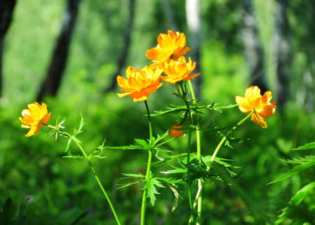 Much different colours decorate steepe and timber landscape
