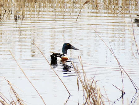 Steepe birds Altaya from big amount typeの写真素材