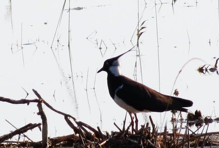 Steepe birds Altaya from big amount type