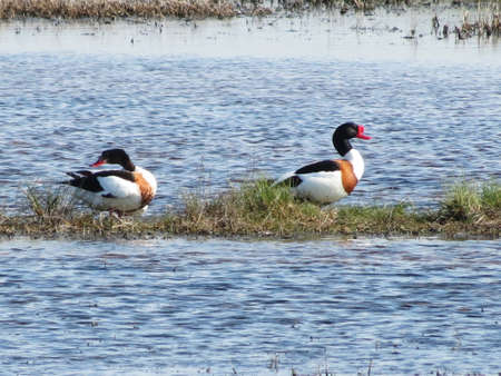 Steepe birds Altaya from big amount type
