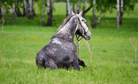 Home animals play greater role in lifes of the personの写真素材