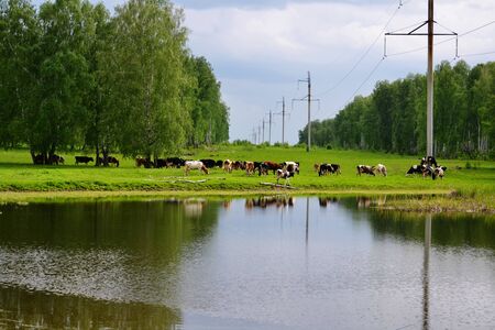 Home animals play greater role in lifes of the personの写真素材