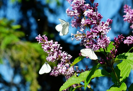 Insect present group an animal from butterfly, dragonflies, and other invertebrateの写真素材