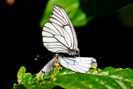 Insect present group an animal from butterfly, dragonflies, and other invertebrateの写真素材