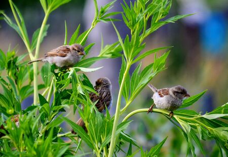 Steepe birds Altaya from big amount typeの写真素材