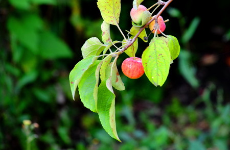 In Siberia grows much wild and horticultural berryの写真素材