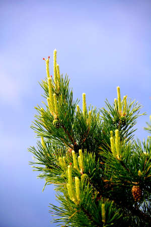 Nature Altaya pleases eye of the artist in any season of the year