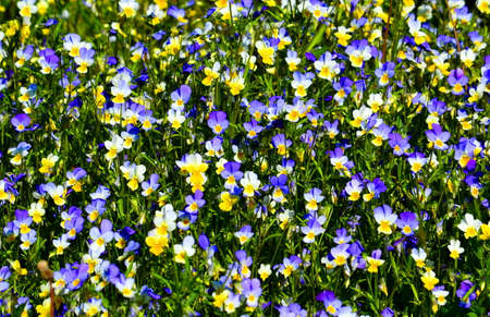 Much different colours decorate steepe and timber landscape