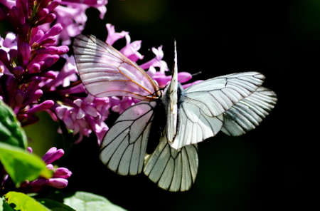 Insect present group an animal from butterfly, dragonflies, and other invertebrateの写真素材