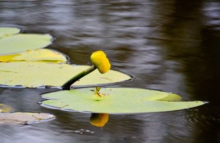Much different colours decorate steepe and timber landscapeの写真素材