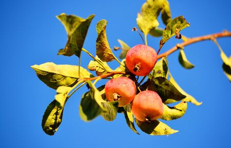 In Siberia grows much wild and horticultural berry