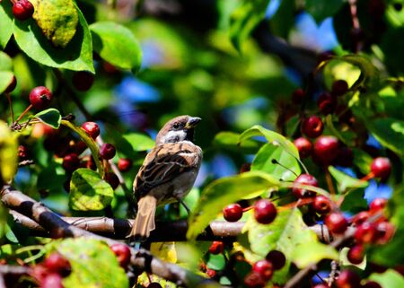 Steepe birds Altaya from big amount typeの写真素材