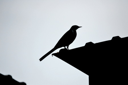Steepe birds Altaya from big amount typeの写真素材
