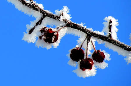 In Siberia grows much wild and horticultural berryの写真素材