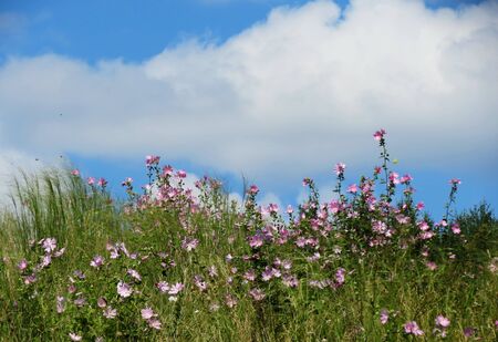 Much different colours decorate steepe and timber landscapeの写真素材