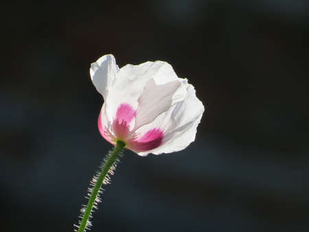 Much different colours decorate steepe and timber landscapeの写真素材