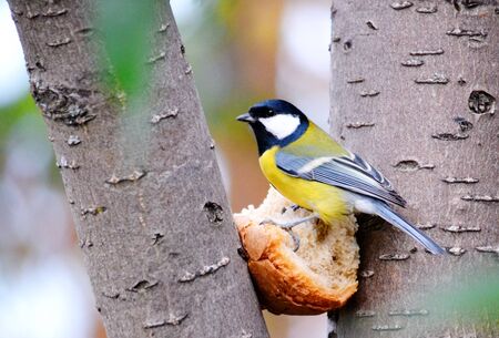 Steepe birds Altaya from big amount typeの写真素材