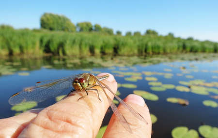 Insect present group an animal from butterfly, dragonflies, and other invertebrateの写真素材