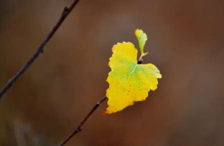 Nature Altaya pleases eye of the artist in any season of the yearの写真素材