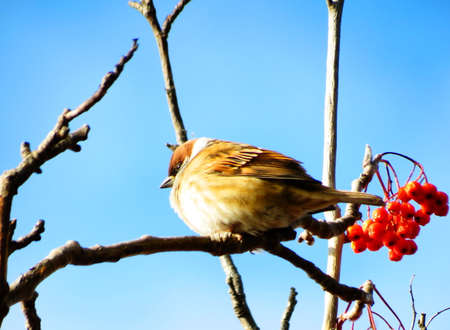 Steepe birds Altaya from big amount typeの写真素材
